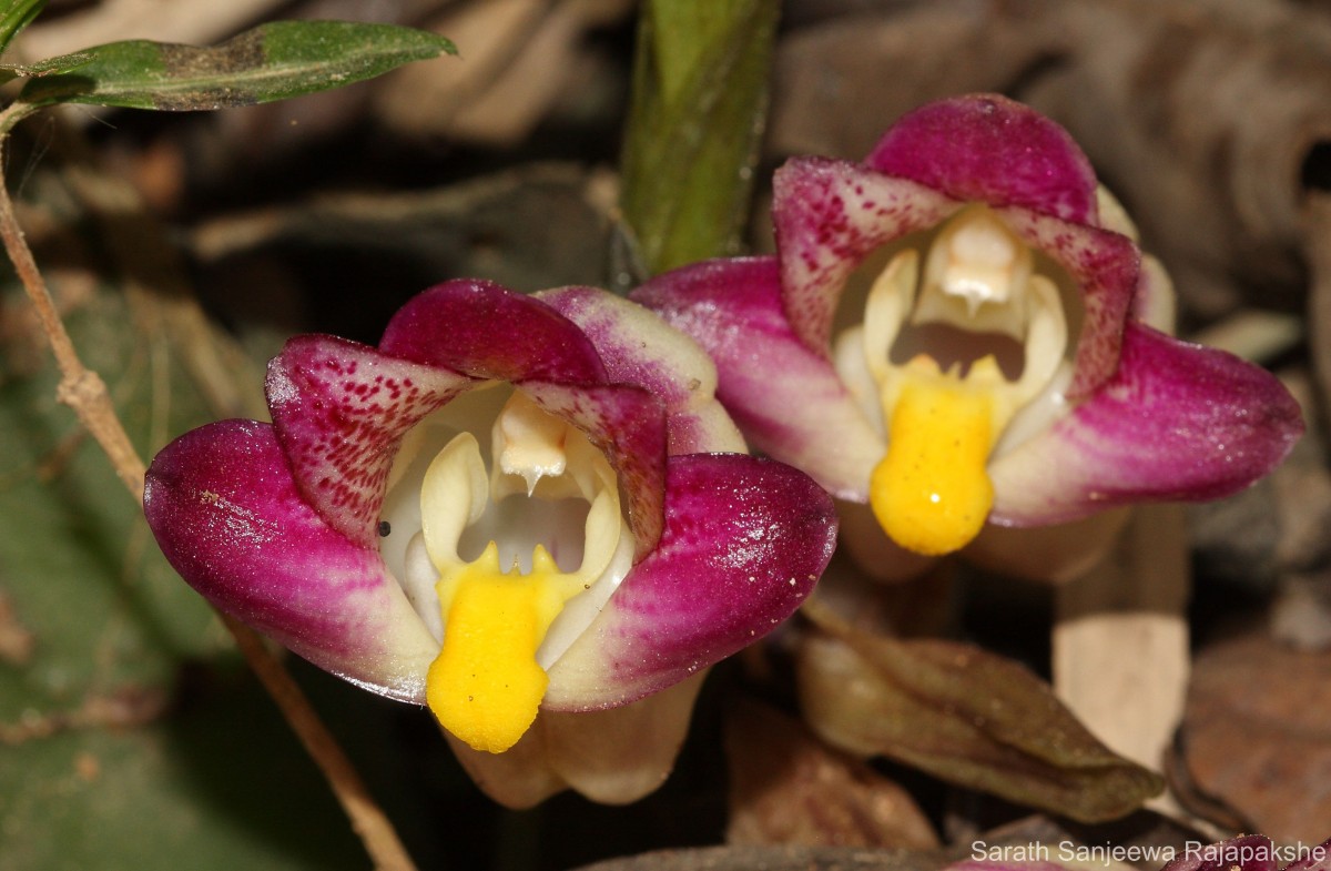 Acanthophippium bicolor Lindl.